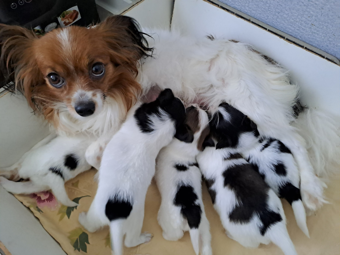 Chiot Epagneul nain Continental (Papillon) Maison de Matriochka