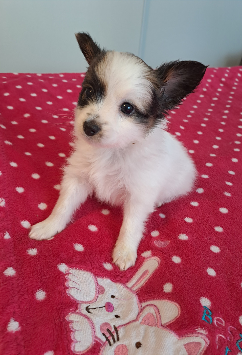 Maison de Matriochka - Chiots disponibles - Epagneul nain Continental (Papillon)