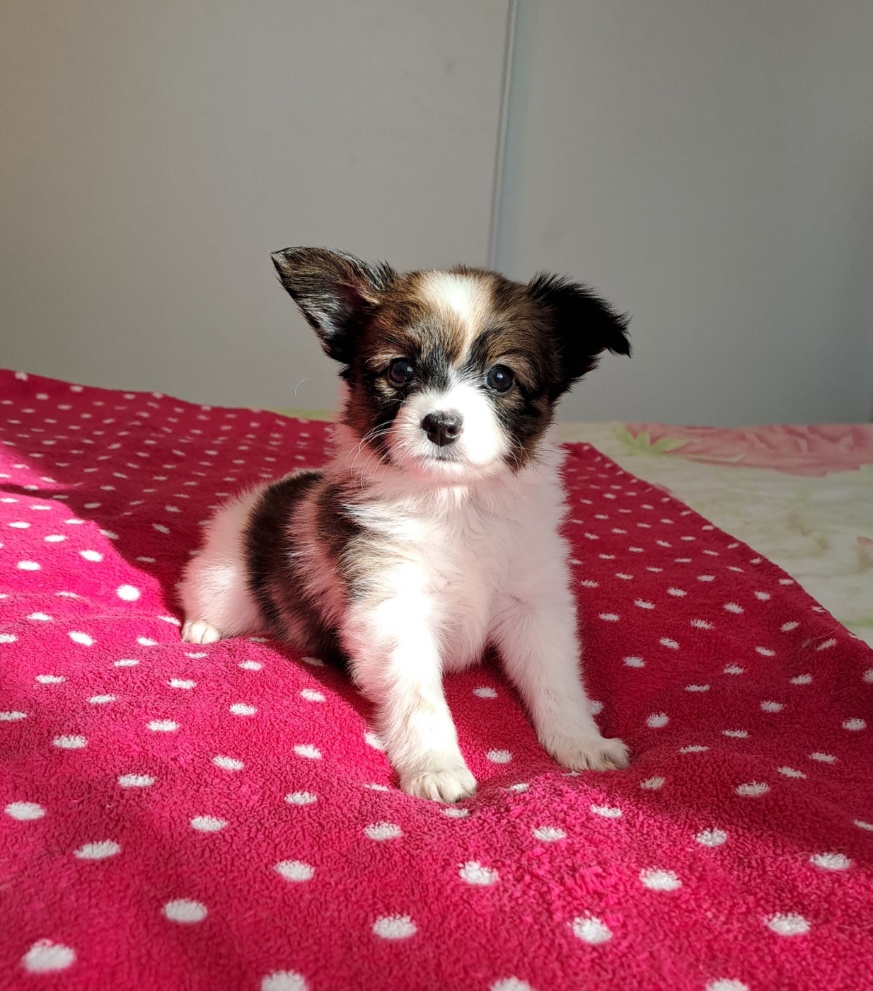 Maison de Matriochka - Chiots disponibles - Epagneul nain Continental (Papillon)