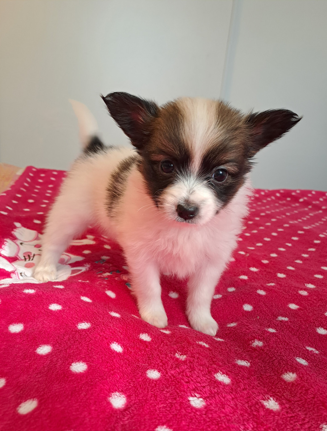 Maison de Matriochka - Chiots disponibles - Epagneul nain Continental (Papillon)