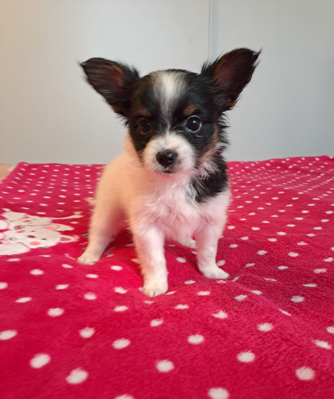 Maison de Matriochka - Chiots disponibles - Epagneul nain Continental (Papillon)