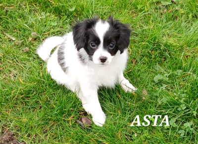 ASTA